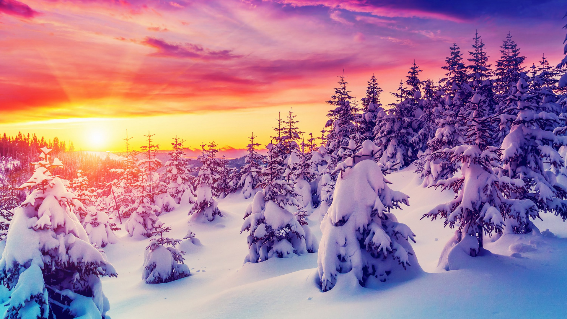 Snow Covered Trees During Sunset. Wallpaper in 1920x1080 Resolution