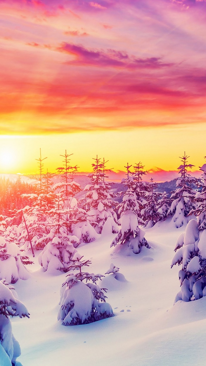 Snow Covered Trees During Sunset. Wallpaper in 720x1280 Resolution