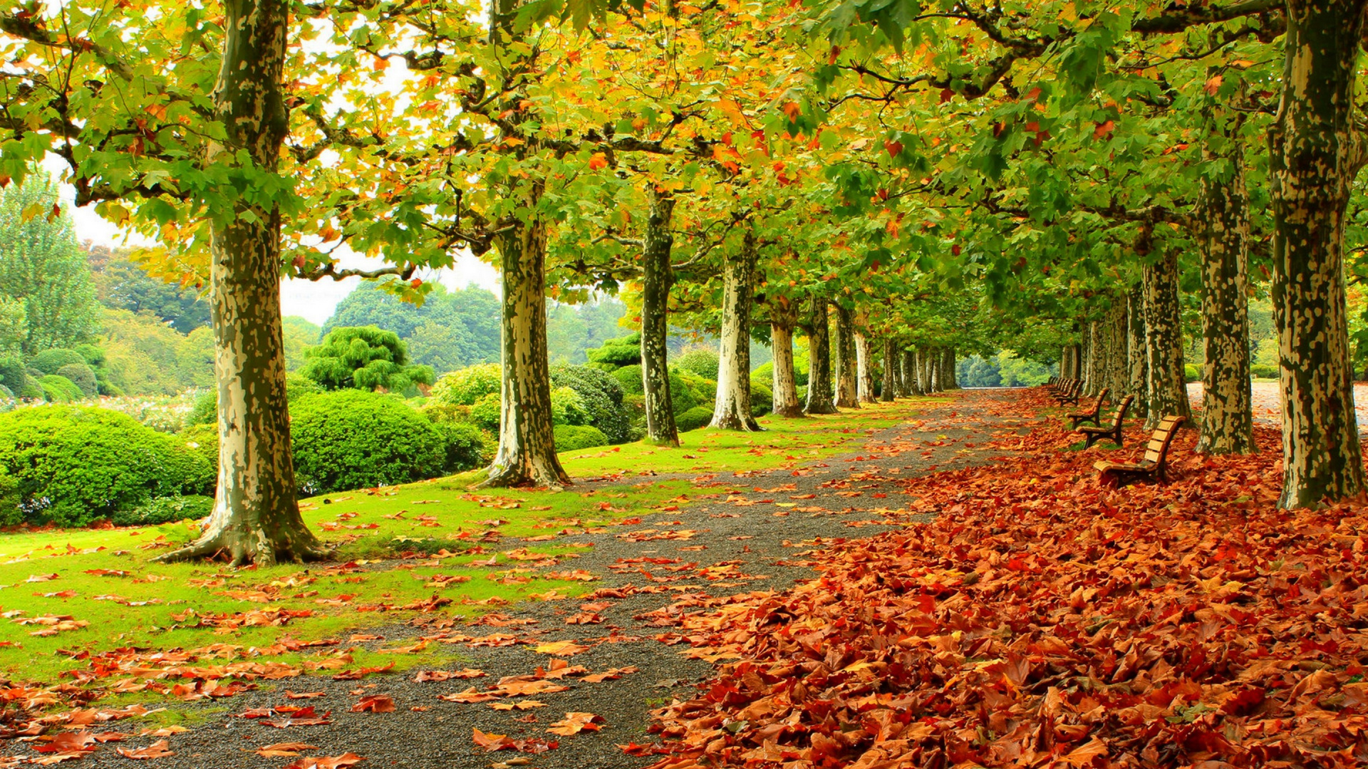 Brown and Green Trees on Forest During Daytime. Wallpaper in 1920x1080 Resolution