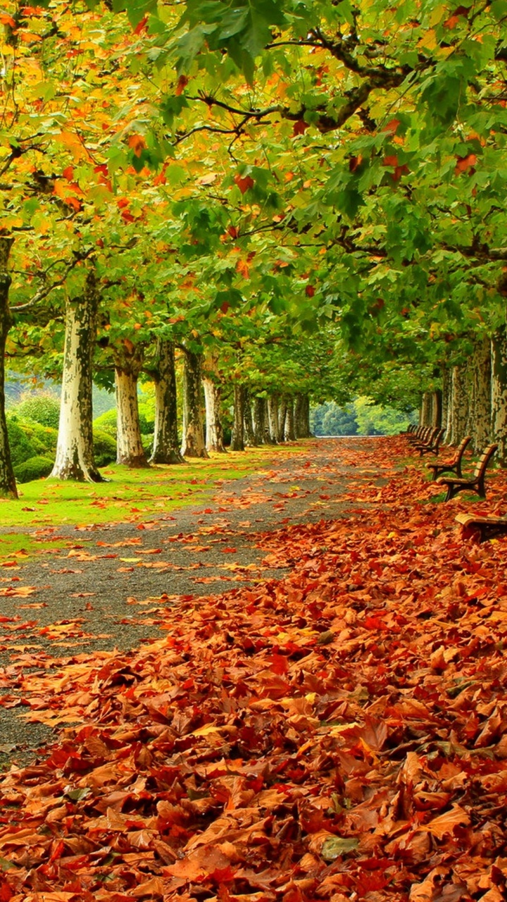 Brown and Green Trees on Forest During Daytime. Wallpaper in 720x1280 Resolution