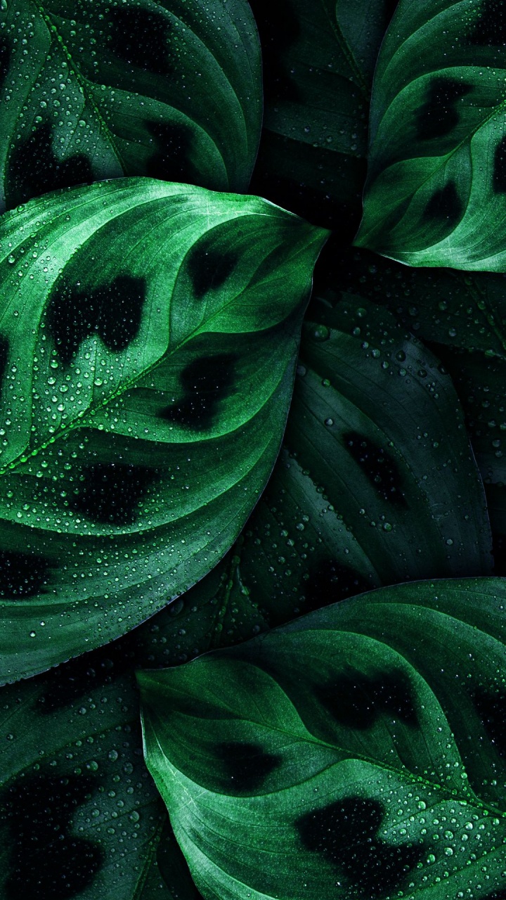 Fermer, Nokia 8, Nokia, Smartphone, Green. Wallpaper in 720x1280 Resolution