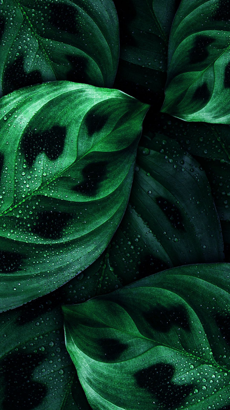 Fermer, Nokia 8, Nokia, Smartphone, Green. Wallpaper in 750x1334 Resolution