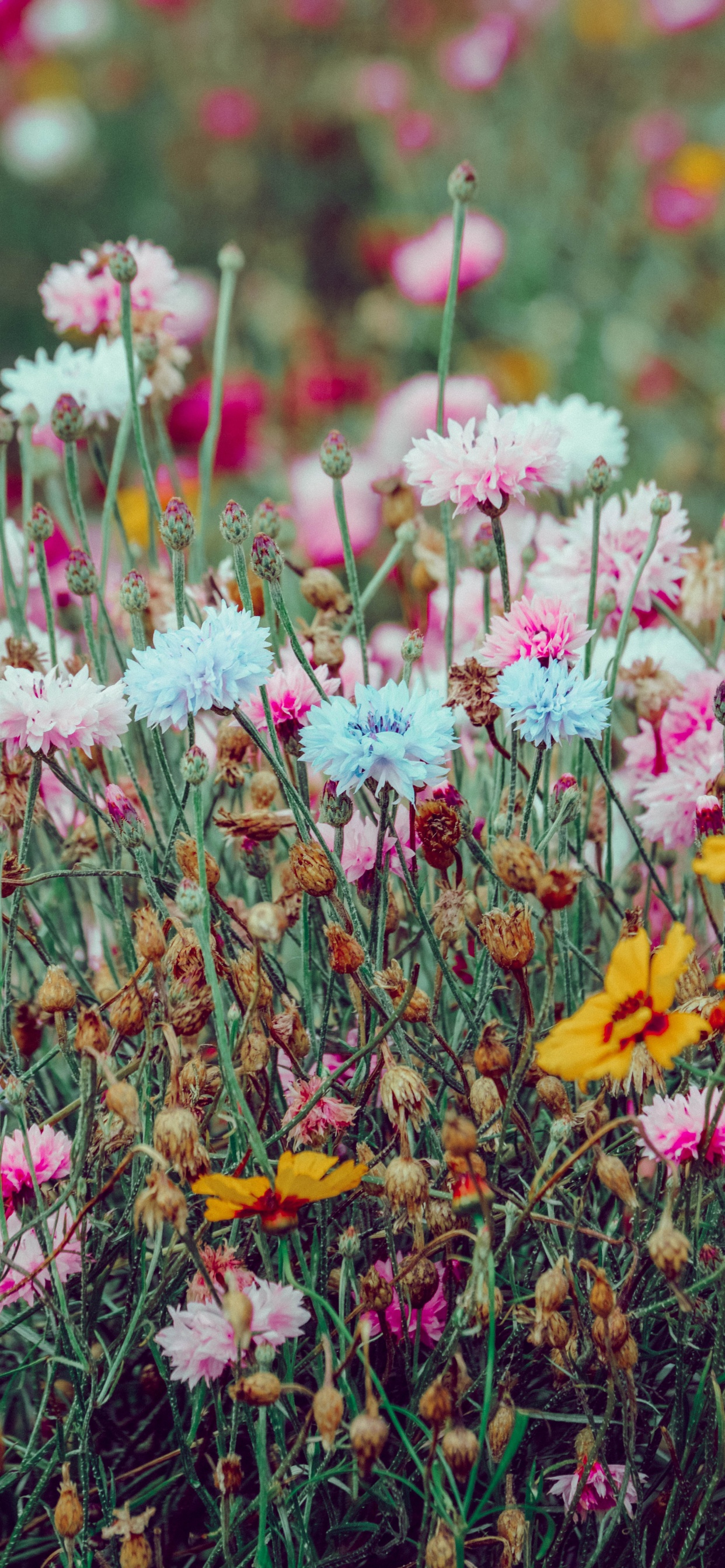 Pink and Yellow Flowers in Tilt Shift Lens. Wallpaper in 1242x2688 Resolution