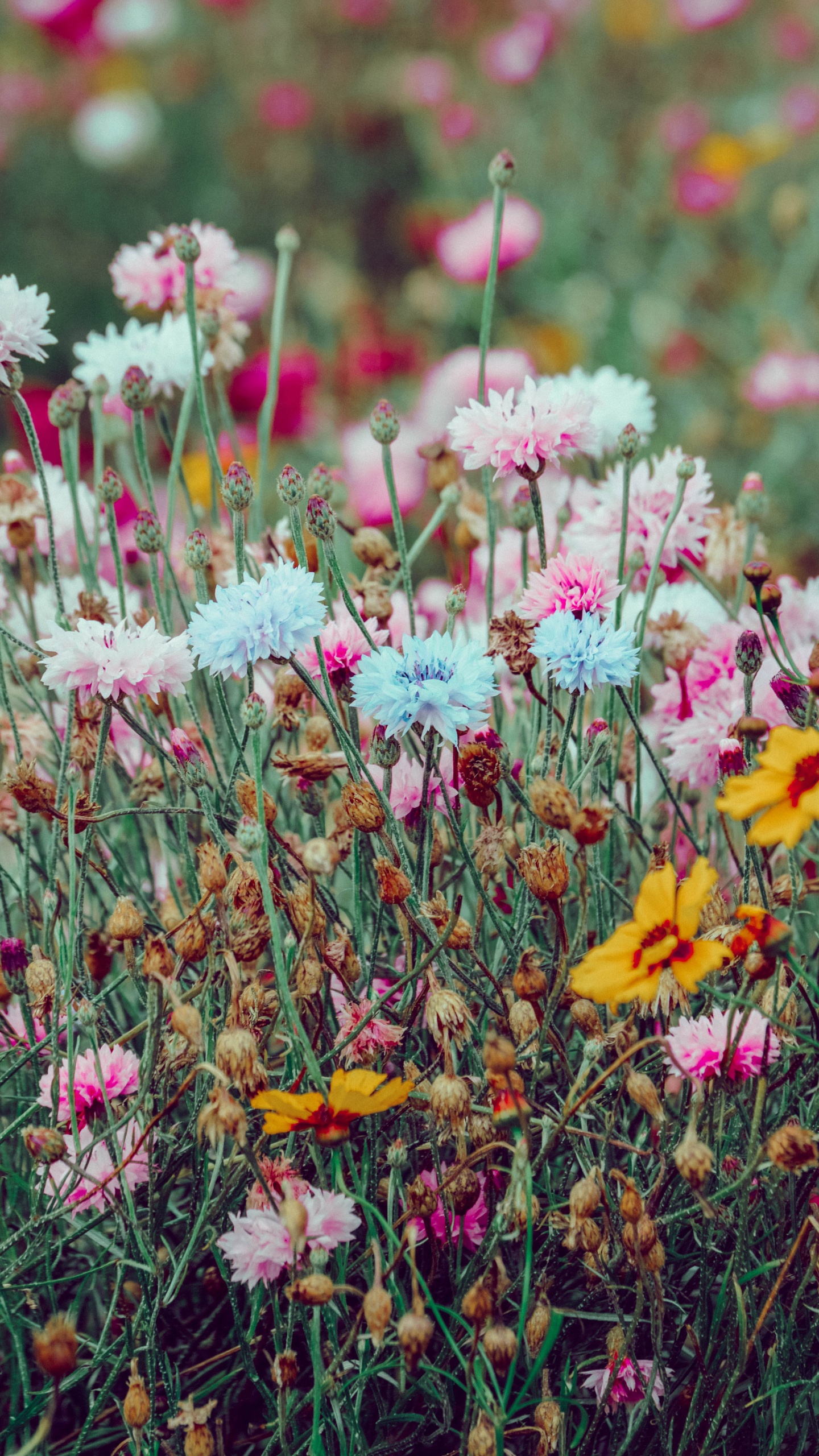 Pink and Yellow Flowers in Tilt Shift Lens. Wallpaper in 1440x2560 Resolution