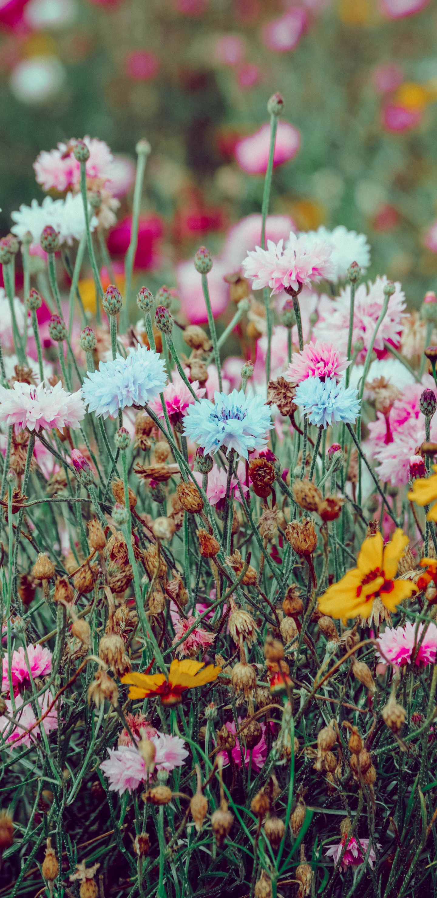 Pink and Yellow Flowers in Tilt Shift Lens. Wallpaper in 1440x2960 Resolution