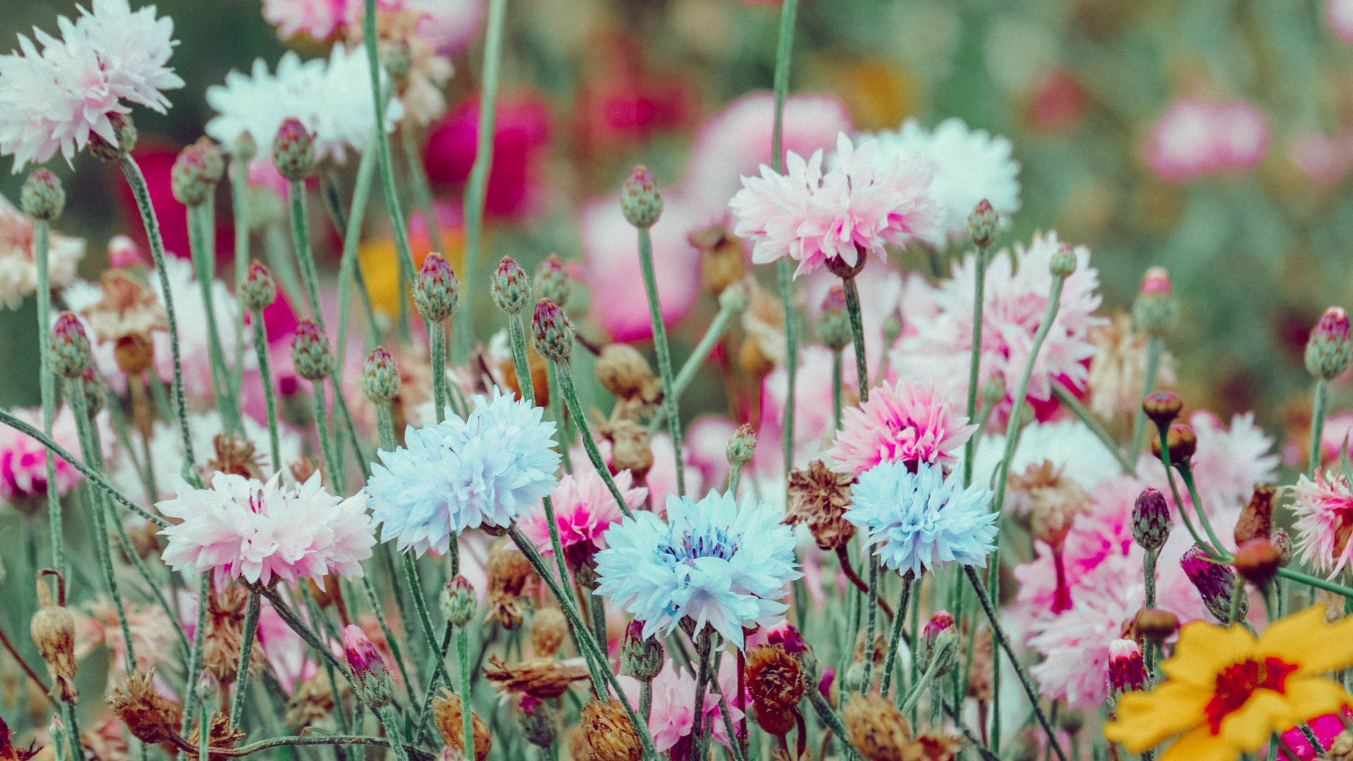 Pink and Yellow Flowers in Tilt Shift Lens. Wallpaper in 1920x1080 Resolution