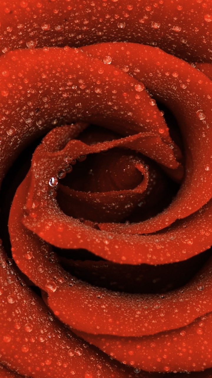 Cerrar Foto de Decoración en Espiral Marrón. Wallpaper in 720x1280 Resolution