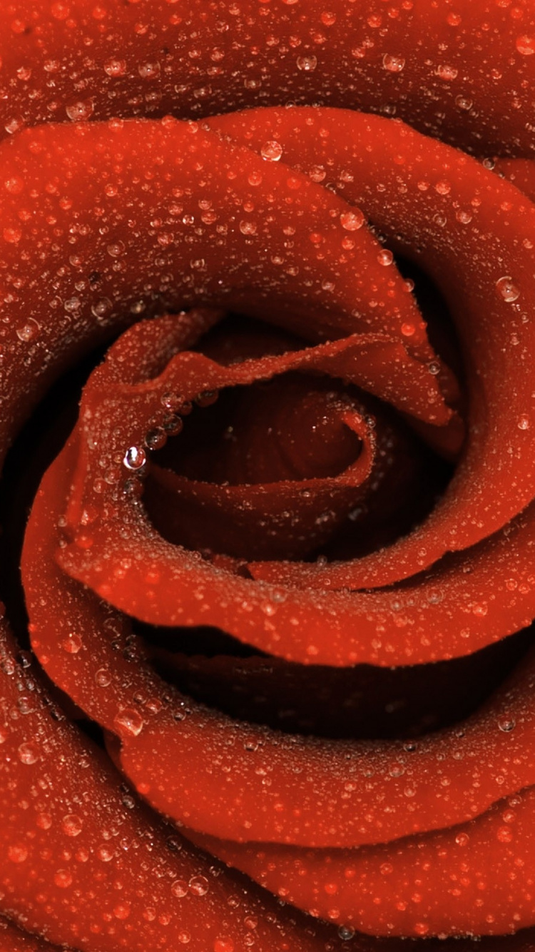 Close up Photo of Brown Spiral Decor. Wallpaper in 750x1334 Resolution