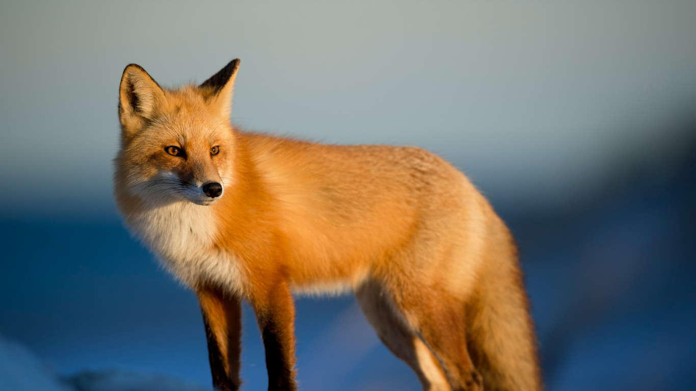 Red Fox, Fox, Arctic Fox, Canidae, Carnivore. Wallpaper in 1366x768 Resolution