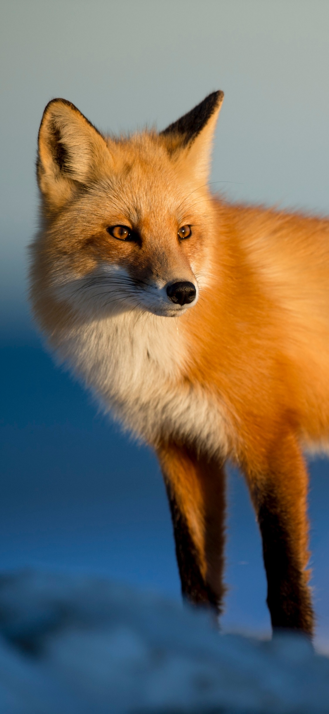 Zorro Rojo, Fox, Zorro Ártico, Canidae, Carnívoro. Wallpaper in 1125x2436 Resolution