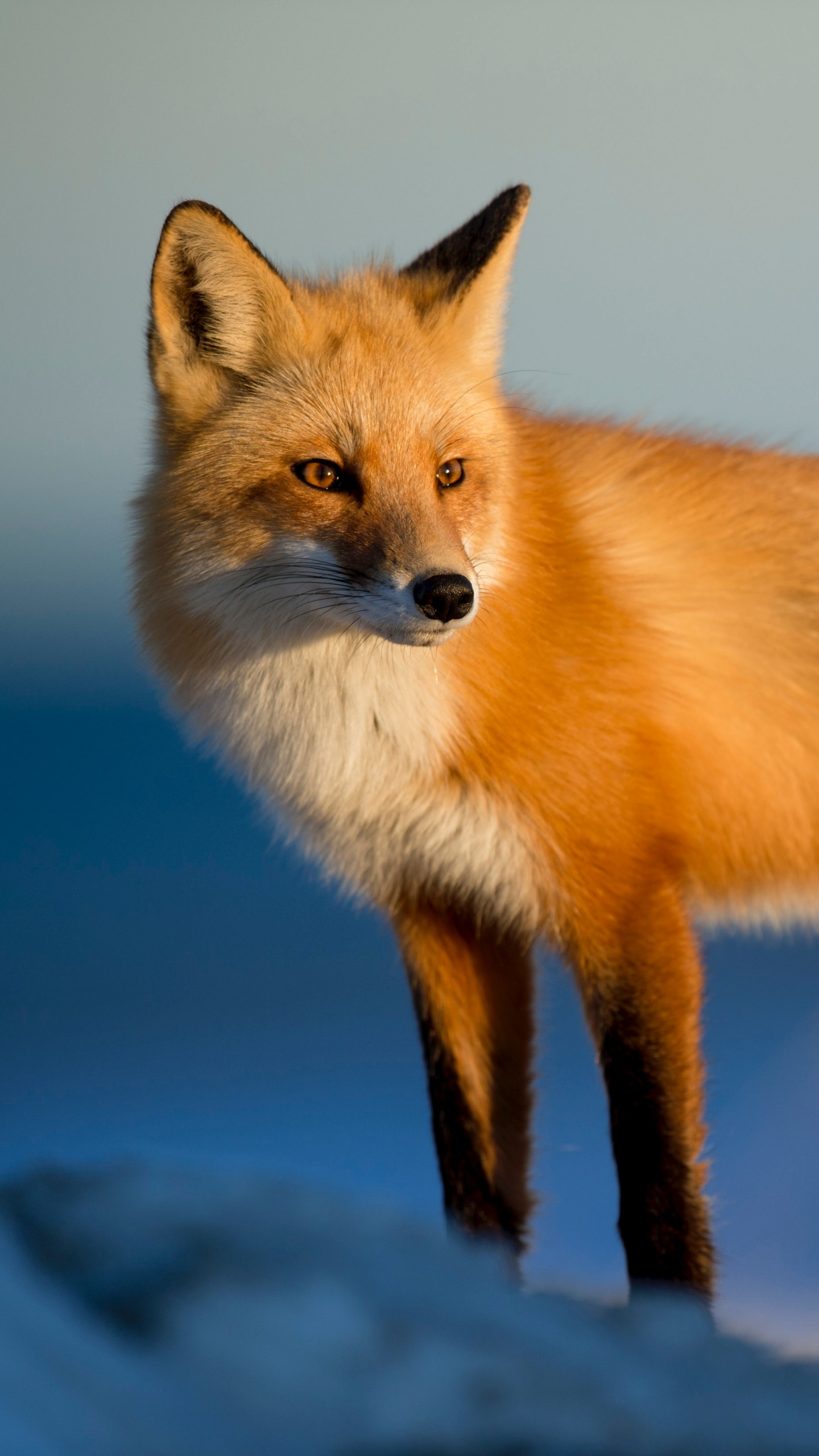 Zorro Rojo, Fox, Zorro Ártico, Canidae, Carnívoro. Wallpaper in 1440x2560 Resolution
