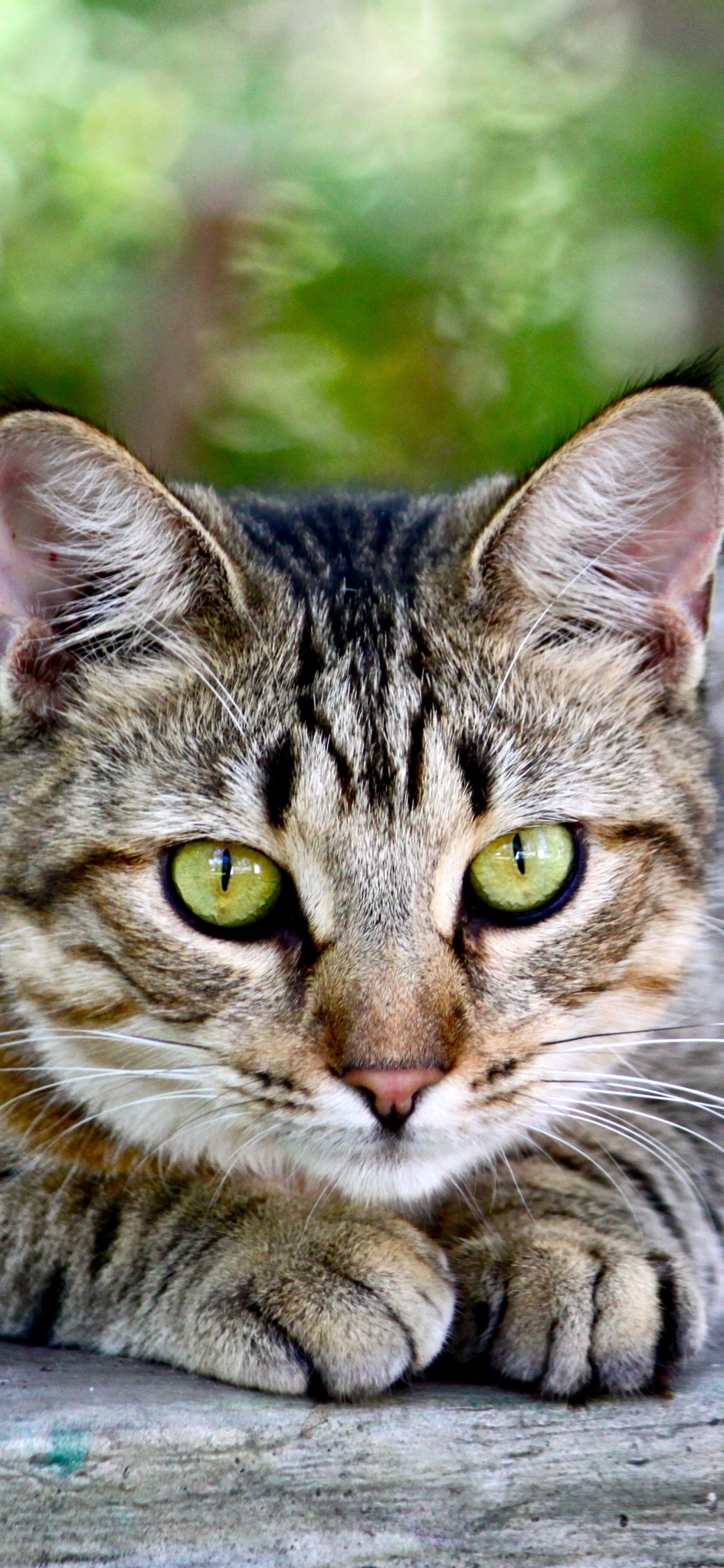 胡须, 猫科, 欧洲短毛猫, 大花猫, 龙丽 壁纸 1242x2688 允许