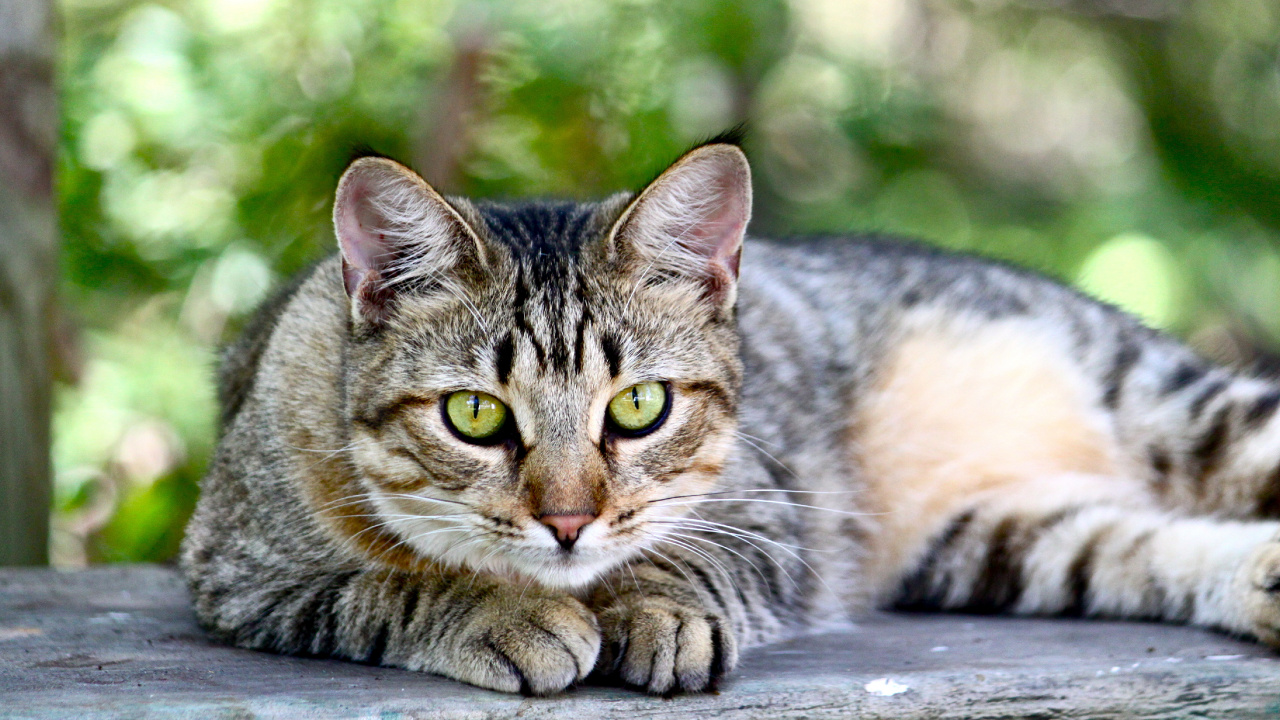 Brown Tabby Cat Lying on Wooden Surface. Wallpaper in 1280x720 Resolution