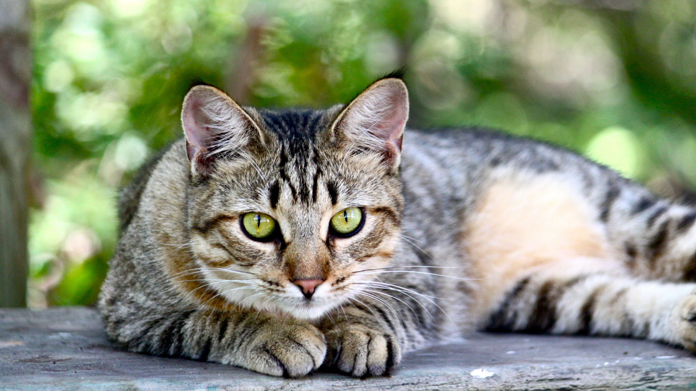 Brown Tabby Cat Lying on Wooden Surface. Wallpaper in 1366x768 Resolution