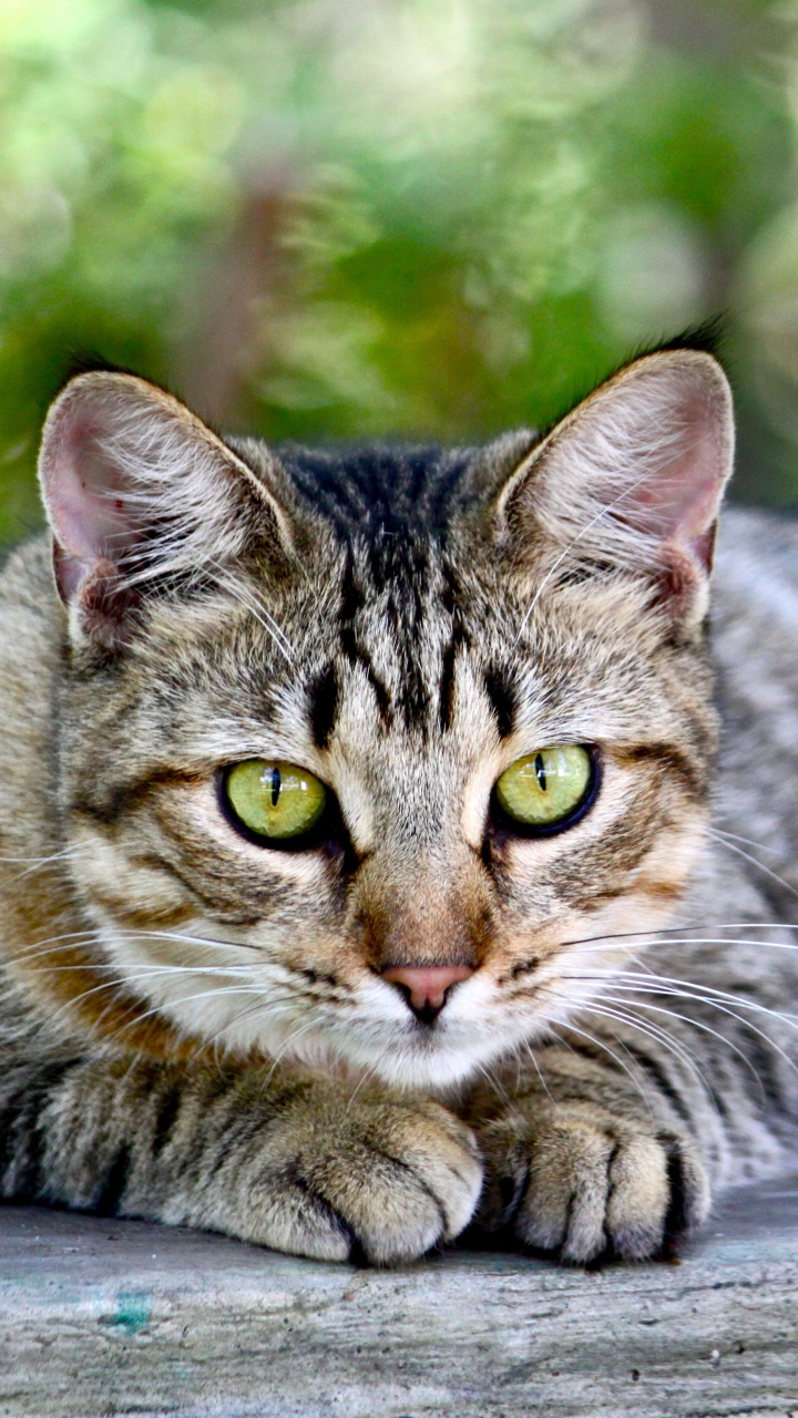 Brown Tabby Cat Lying on Wooden Surface. Wallpaper in 720x1280 Resolution