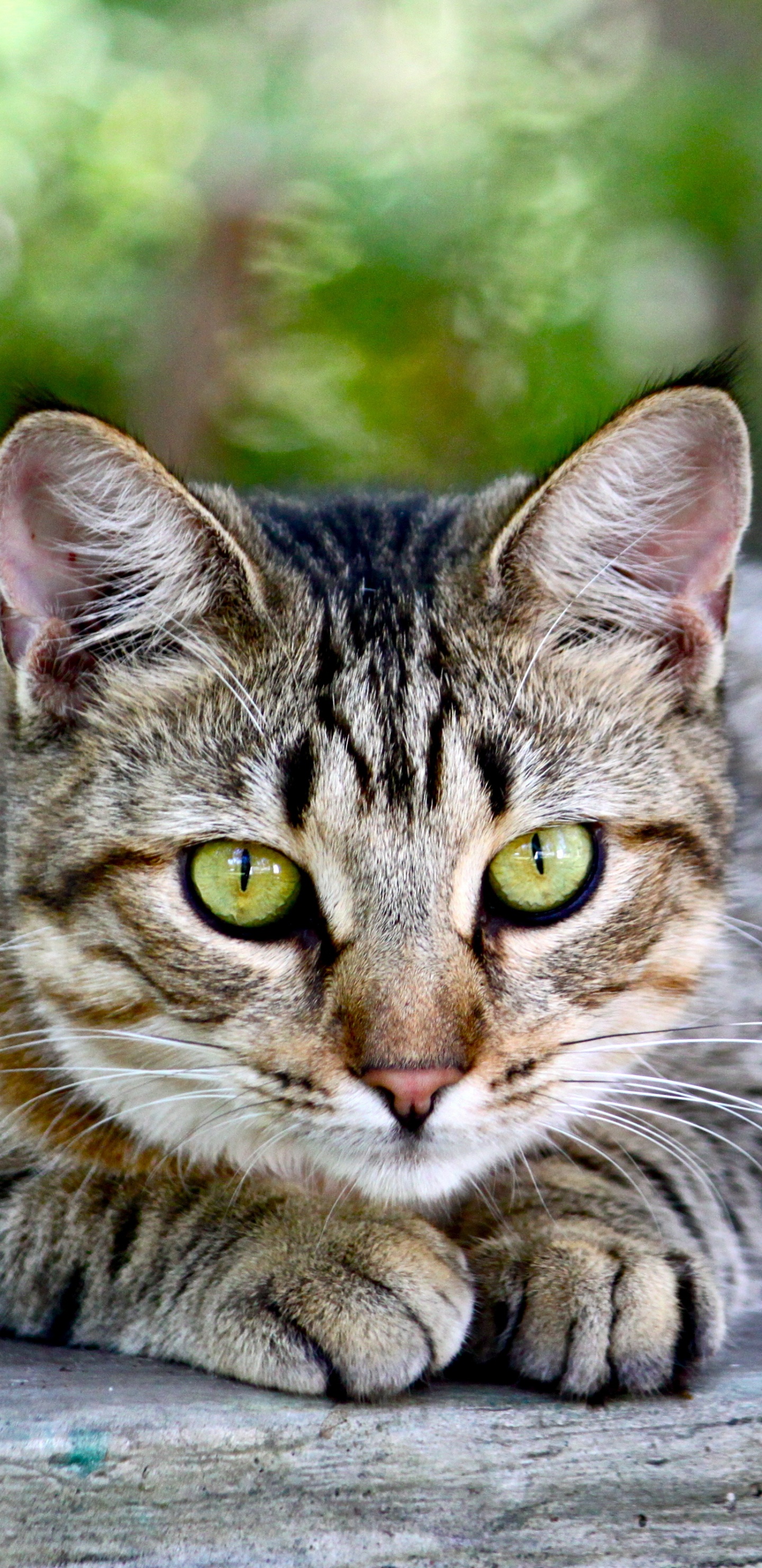 Gato Atigrado Marrón Acostado Sobre Una Superficie de Madera. Wallpaper in 1440x2960 Resolution