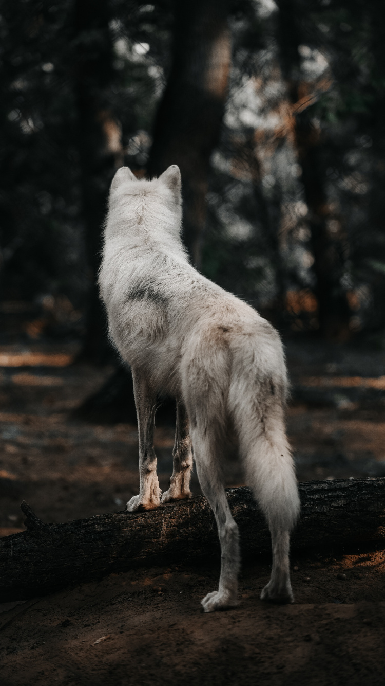 White Wolf on Brown Wood Log. Wallpaper in 750x1334 Resolution