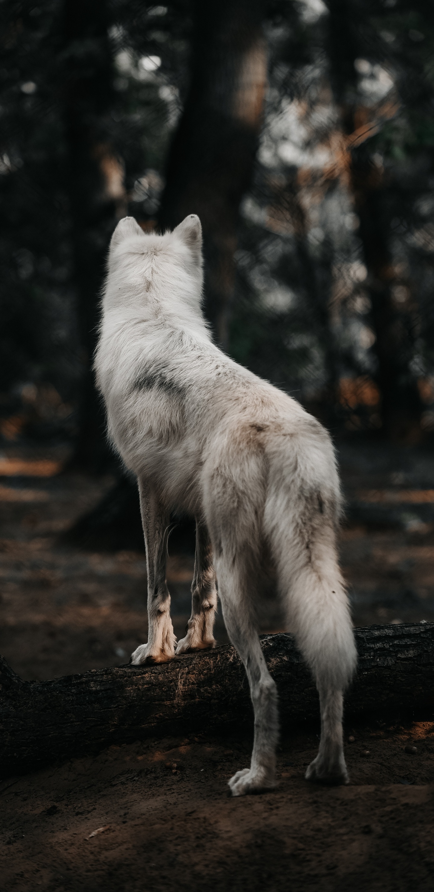 Lobo Blanco, En, Tronco de Madera Marrón. Wallpaper in 1440x2960 Resolution