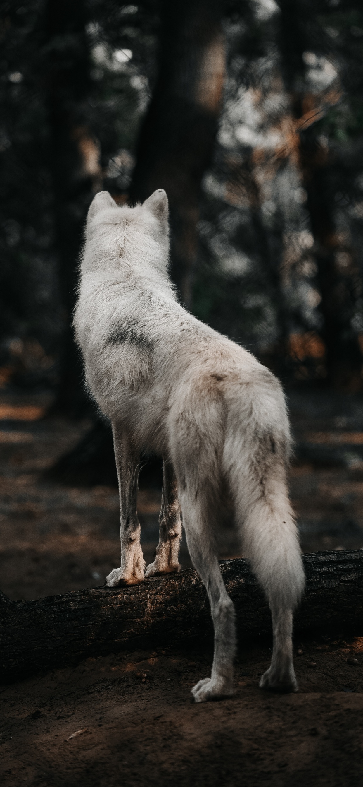 Weißer Wolf Auf Braunem Holzscheit. Wallpaper in 1242x2688 Resolution