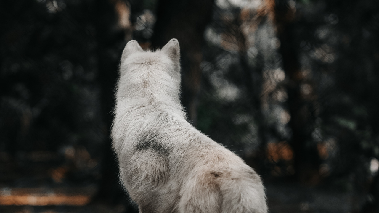 Weißer Wolf Auf Braunem Holzscheit. Wallpaper in 1280x720 Resolution