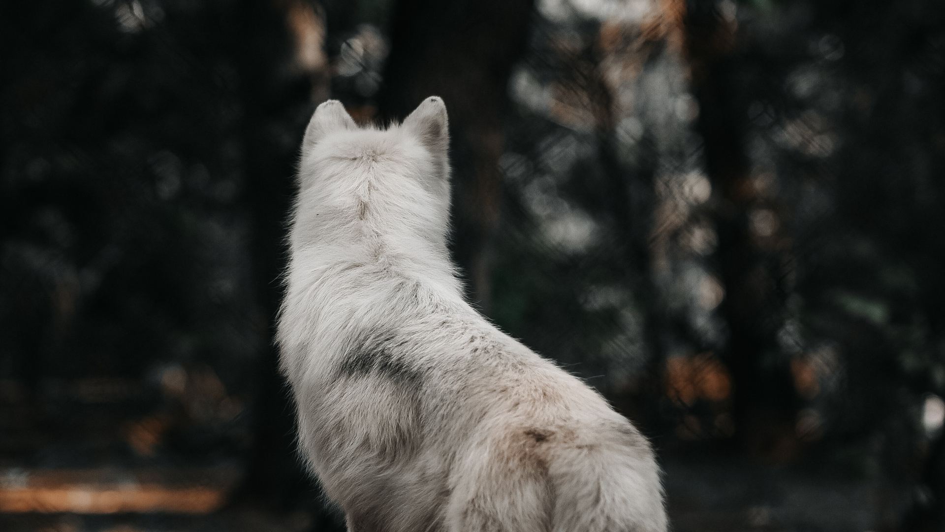 Weißer Wolf Auf Braunem Holzscheit. Wallpaper in 1920x1080 Resolution