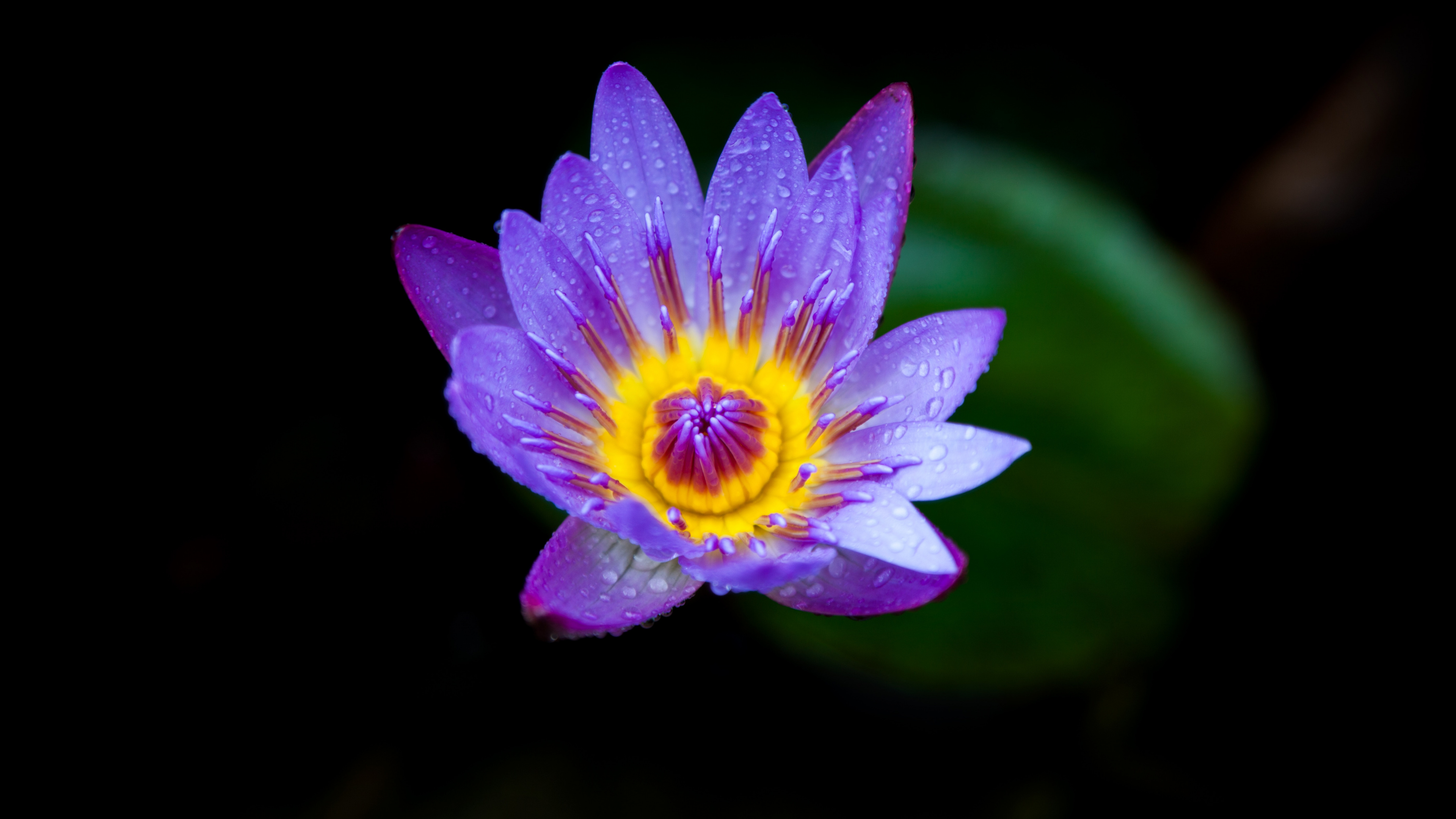 Fleur Pourpre Dans L'objectif à Basculement. Wallpaper in 3840x2160 Resolution