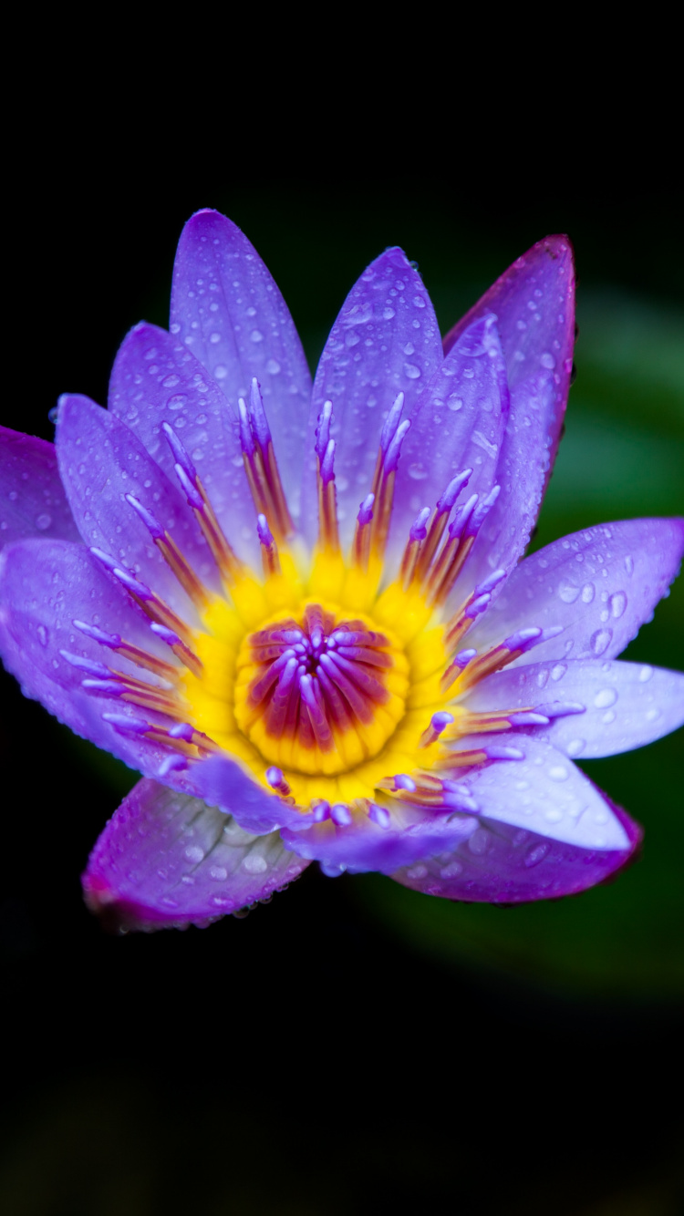 Fleur Pourpre Dans L'objectif à Basculement. Wallpaper in 750x1334 Resolution