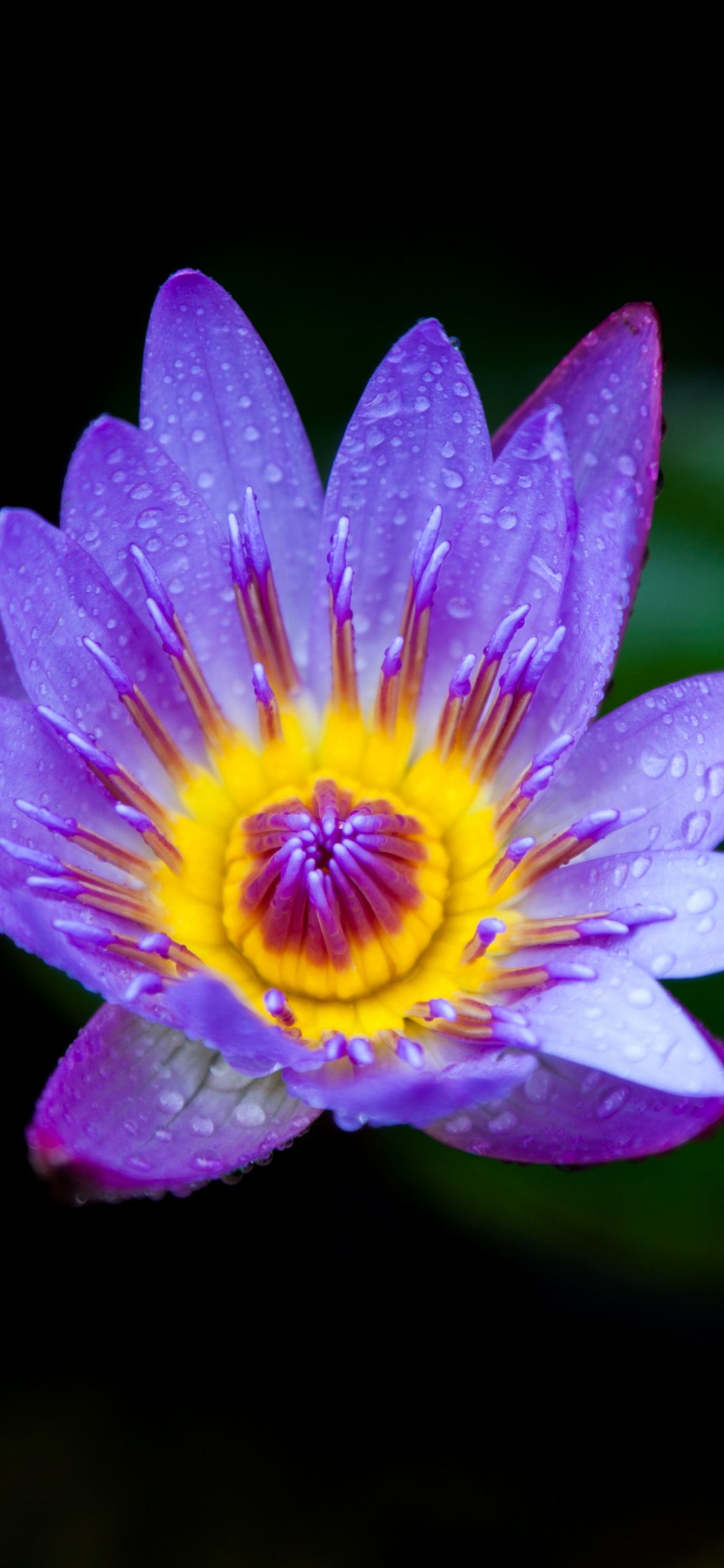 Flor Morada en Lente de Cambio de Inclinación. Wallpaper in 1125x2436 Resolution