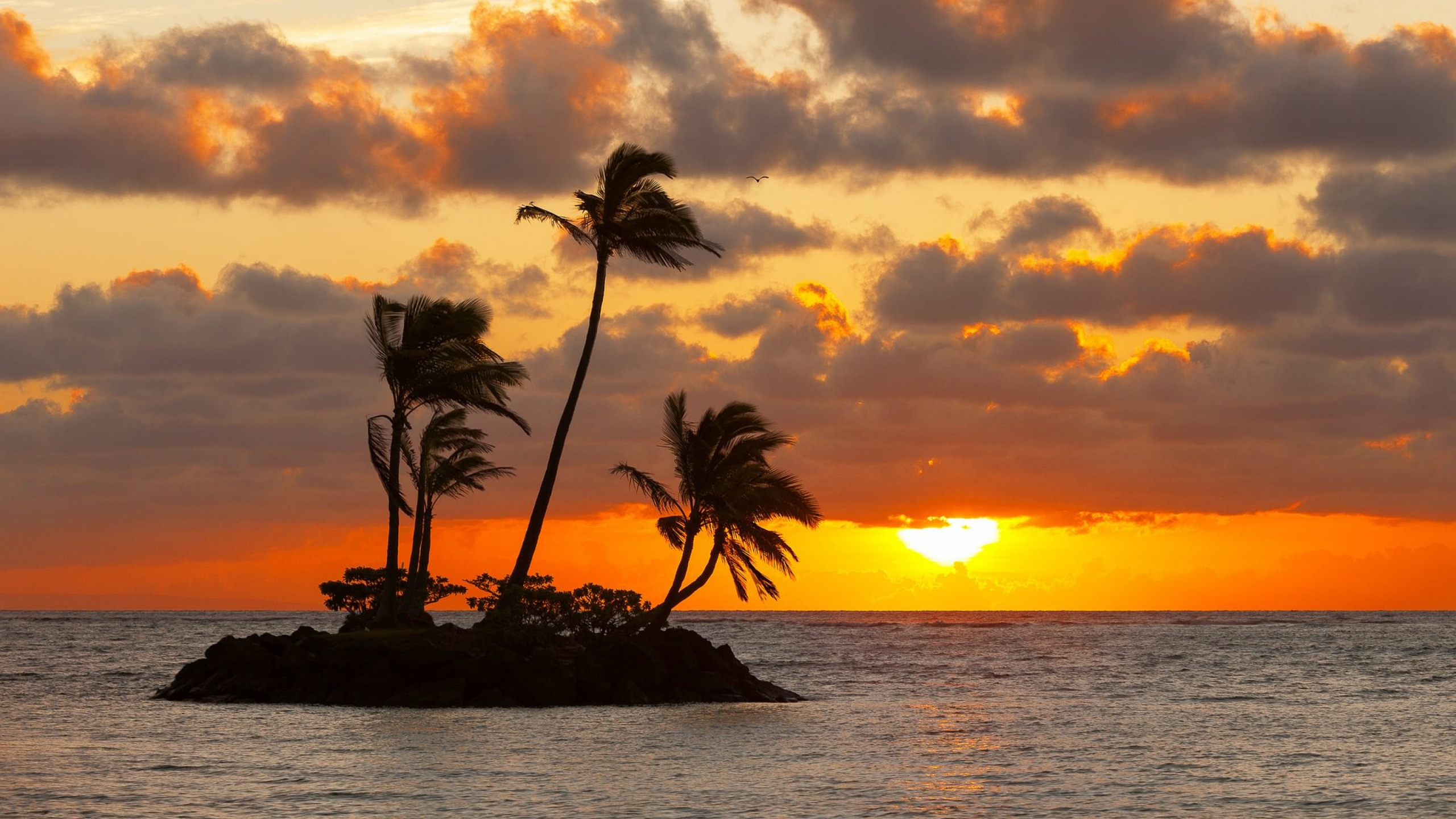 Palm Tree Near Body of Water During Sunset. Wallpaper in 2560x1440 Resolution