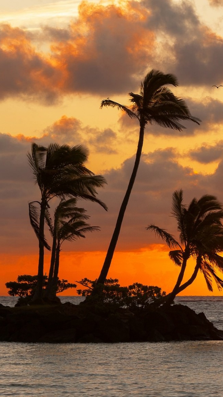 Palmier Près du Plan D'eau Pendant le Coucher du Soleil. Wallpaper in 720x1280 Resolution