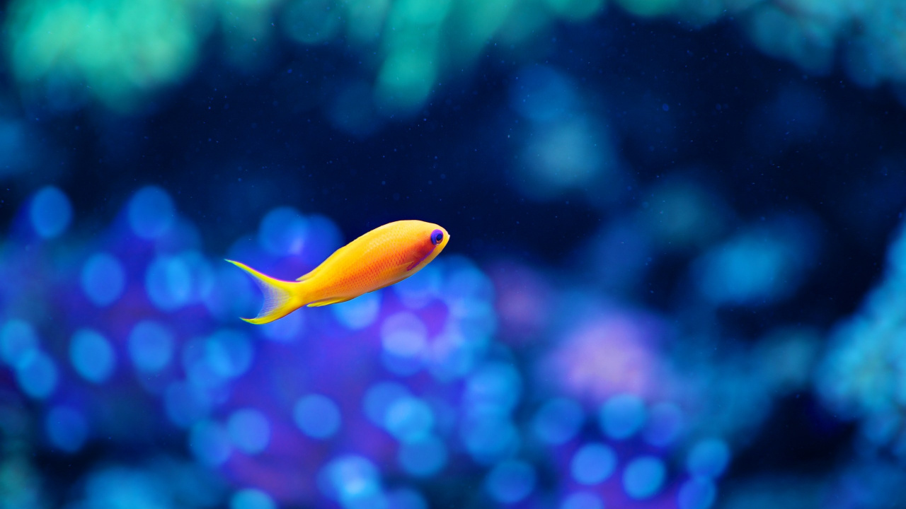 Orange and White Fish in Water. Wallpaper in 1280x720 Resolution