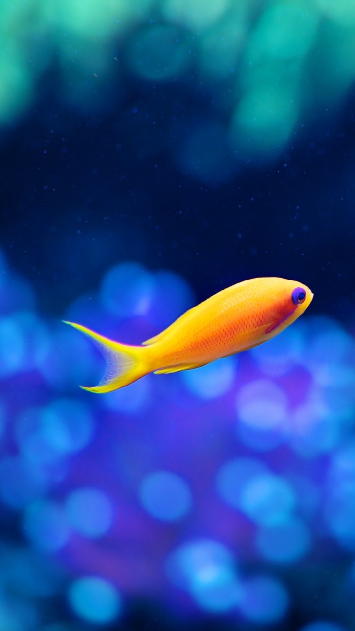 Orange and White Fish in Water. Wallpaper in 720x1280 Resolution