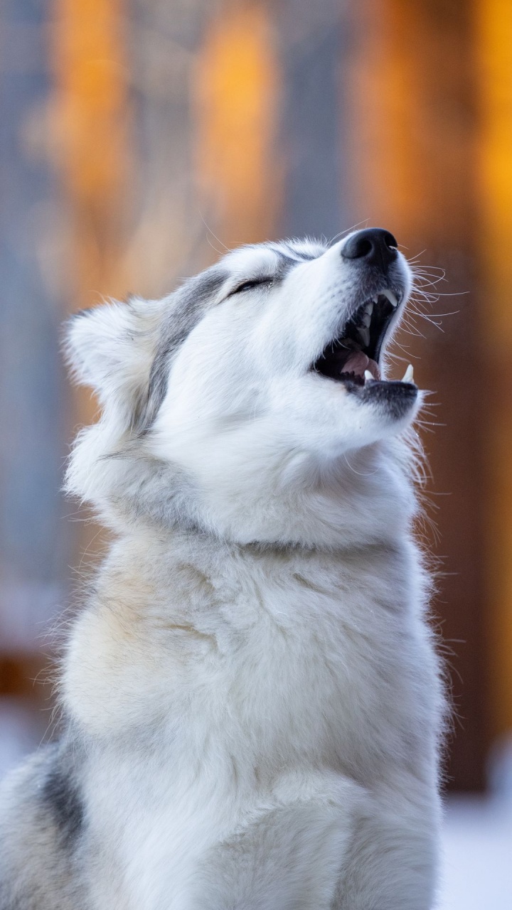 Ronca, Sakhalin Husky, Husky Siberiano, Perro Lobo de Saarloos, Miniatura Husky Siberiano. Wallpaper in 720x1280 Resolution