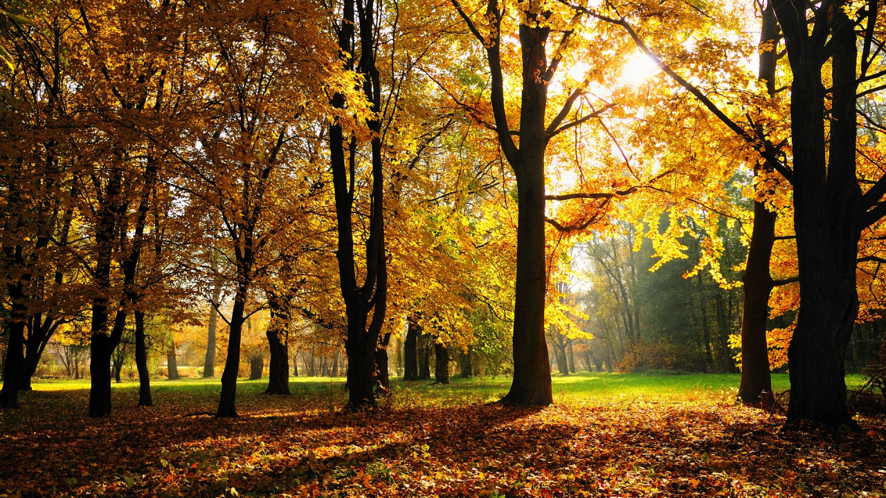 Brown and Yellow Trees on Green Grass Field During Daytime. Wallpaper in 1280x720 Resolution