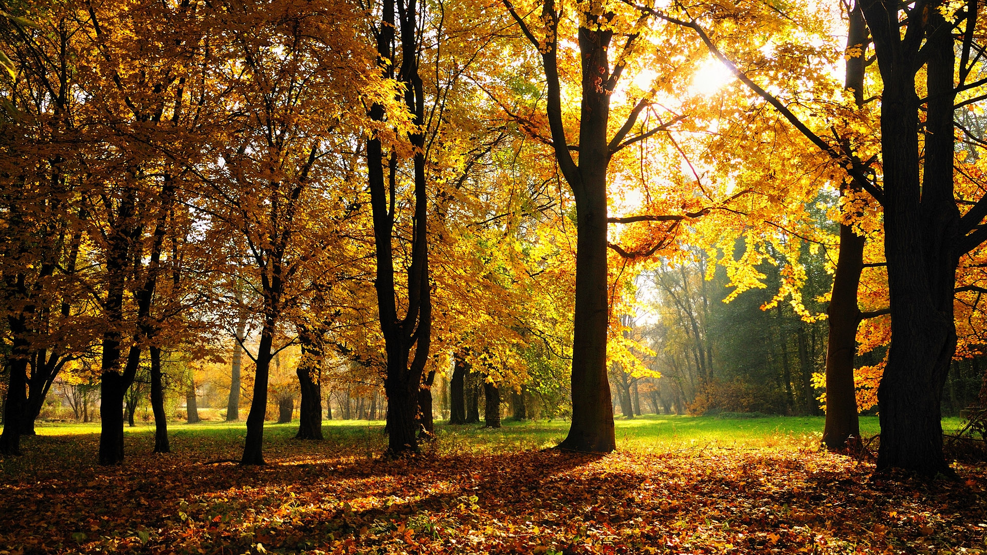 Brown and Yellow Trees on Green Grass Field During Daytime. Wallpaper in 1920x1080 Resolution