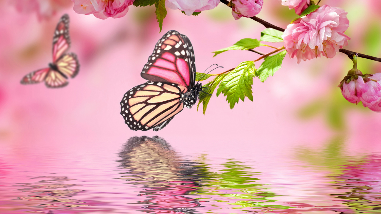 Butterflies, Flower, Pollinator, Butterfly, Insect. Wallpaper in 1280x720 Resolution