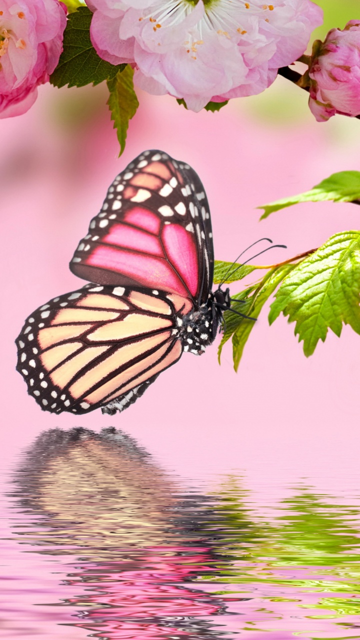 Butterflies, Flower, Pollinator, Butterfly, Insect. Wallpaper in 720x1280 Resolution