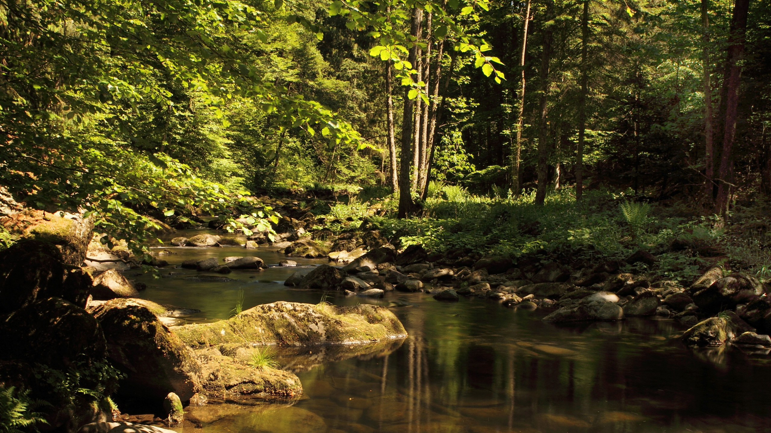 Green Trees Beside River During Daytime. Wallpaper in 2560x1440 Resolution