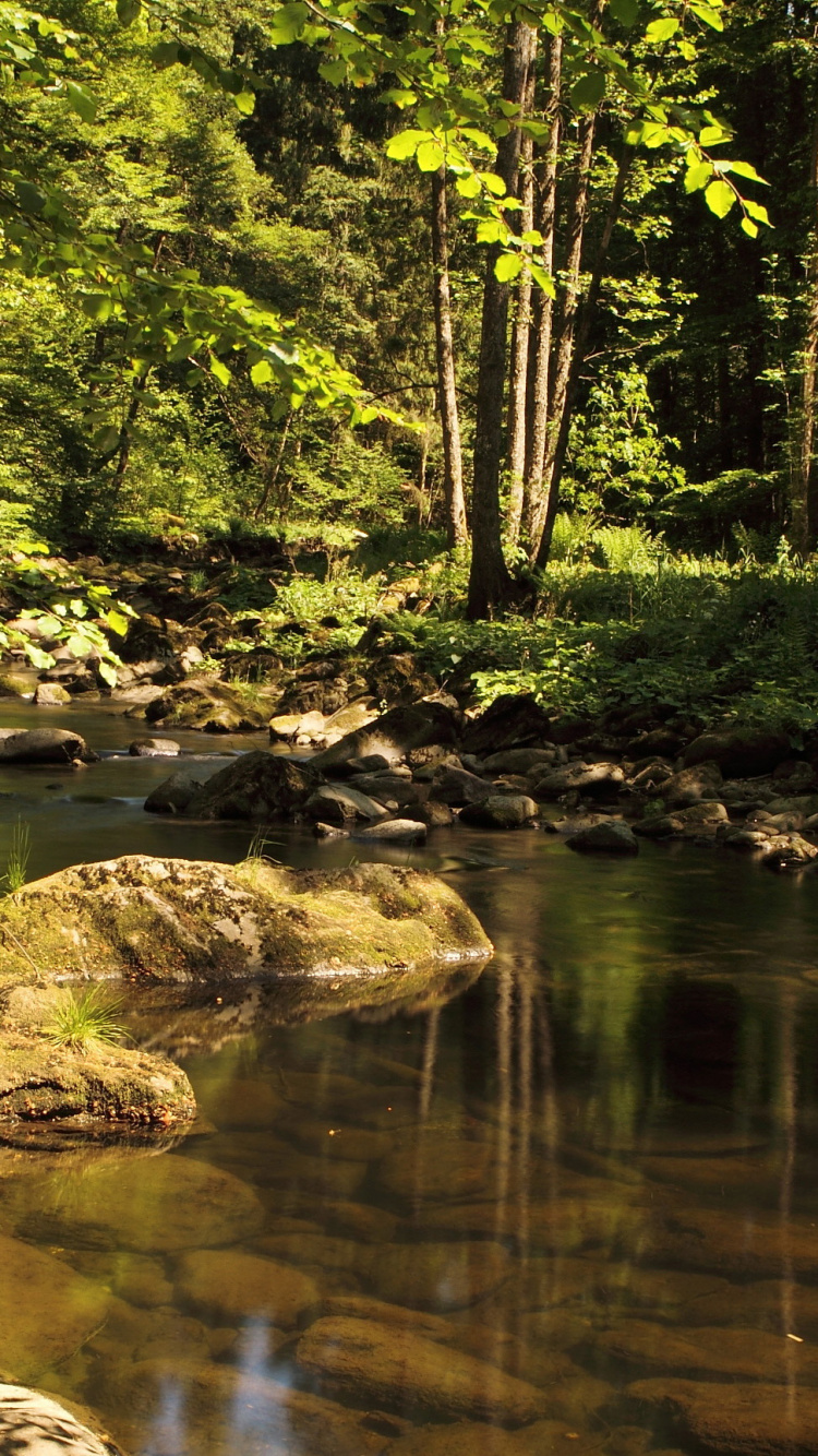 Green Trees Beside River During Daytime. Wallpaper in 750x1334 Resolution