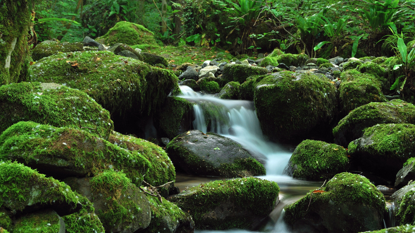 Mousse Verte Sur Les Rochers Dans la Rivière. Wallpaper in 1366x768 Resolution