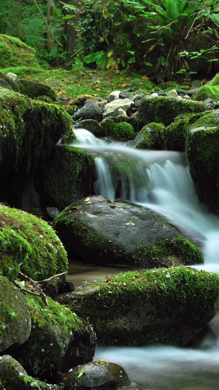 Grünes Moos Auf Felsen im Fluss. Wallpaper in 750x1334 Resolution