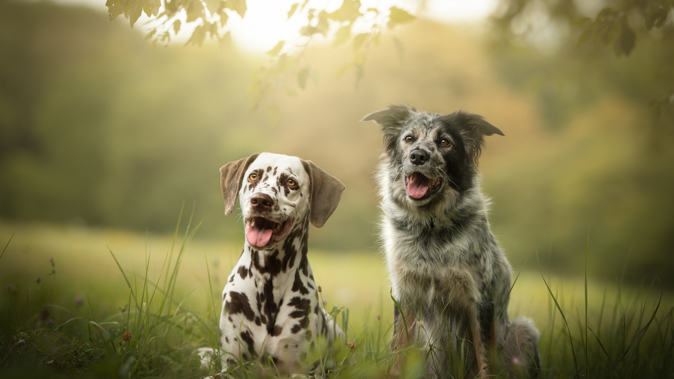 Black and White Dalmatian Dog on Green Grass Field During Daytime. Wallpaper in 1366x768 Resolution