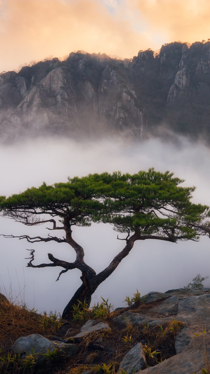 Green Trees on Mountain During Daytime. Wallpaper in 720x1280 Resolution