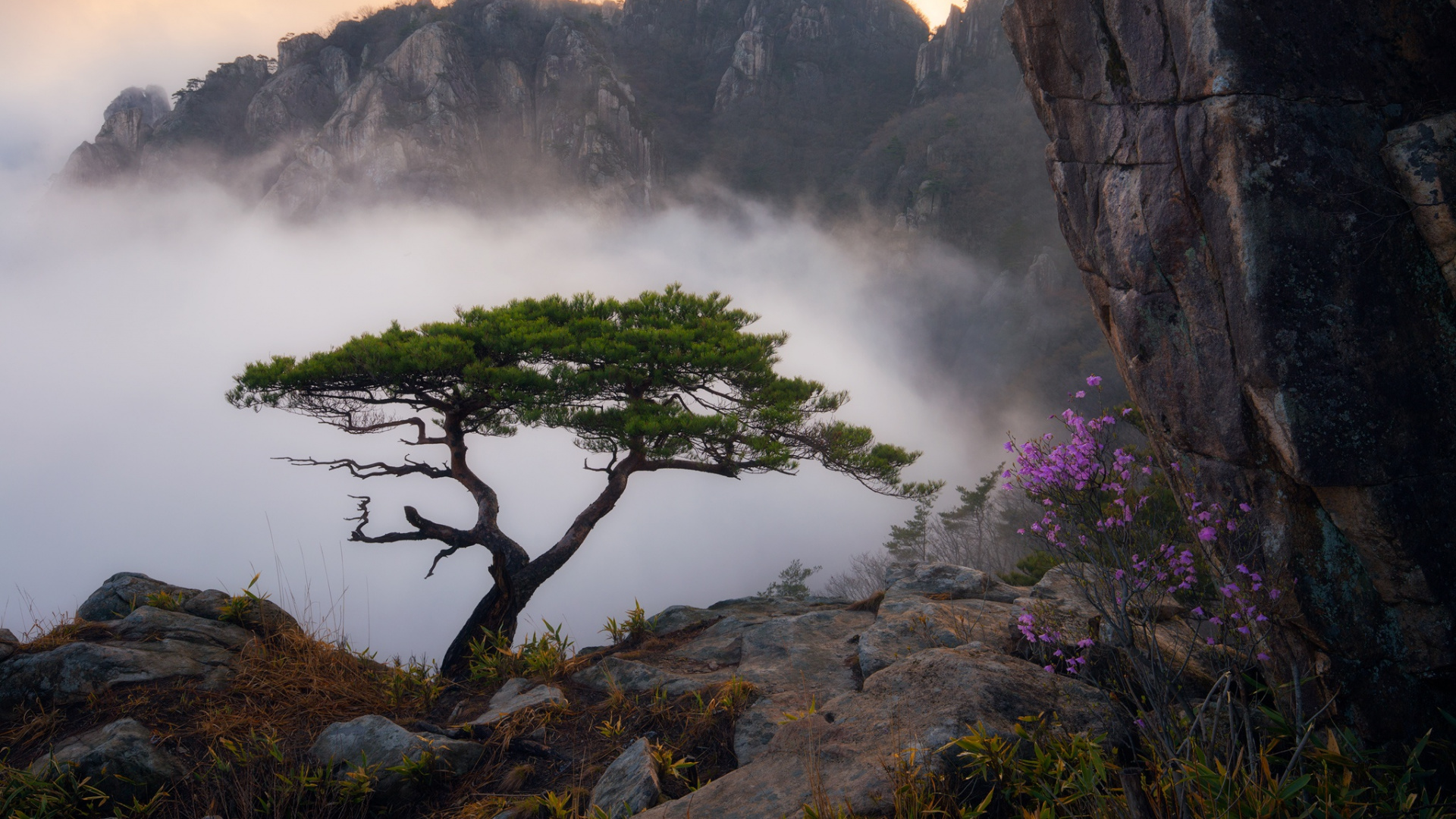 性质, 荒野, 雾, 山站, 安装的风景 壁纸 1920x1080 允许