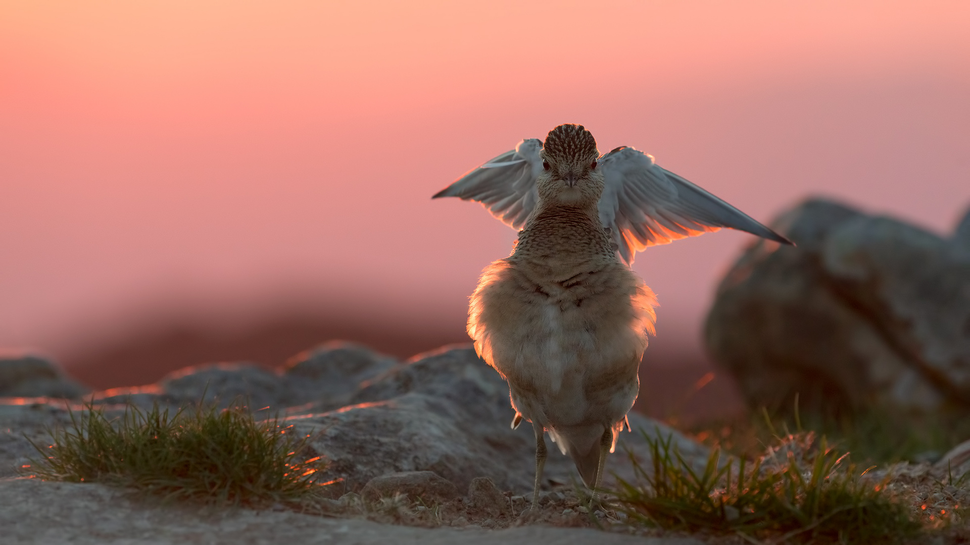White and Brown Bird on Gray Rock During Daytime. Wallpaper in 1920x1080 Resolution