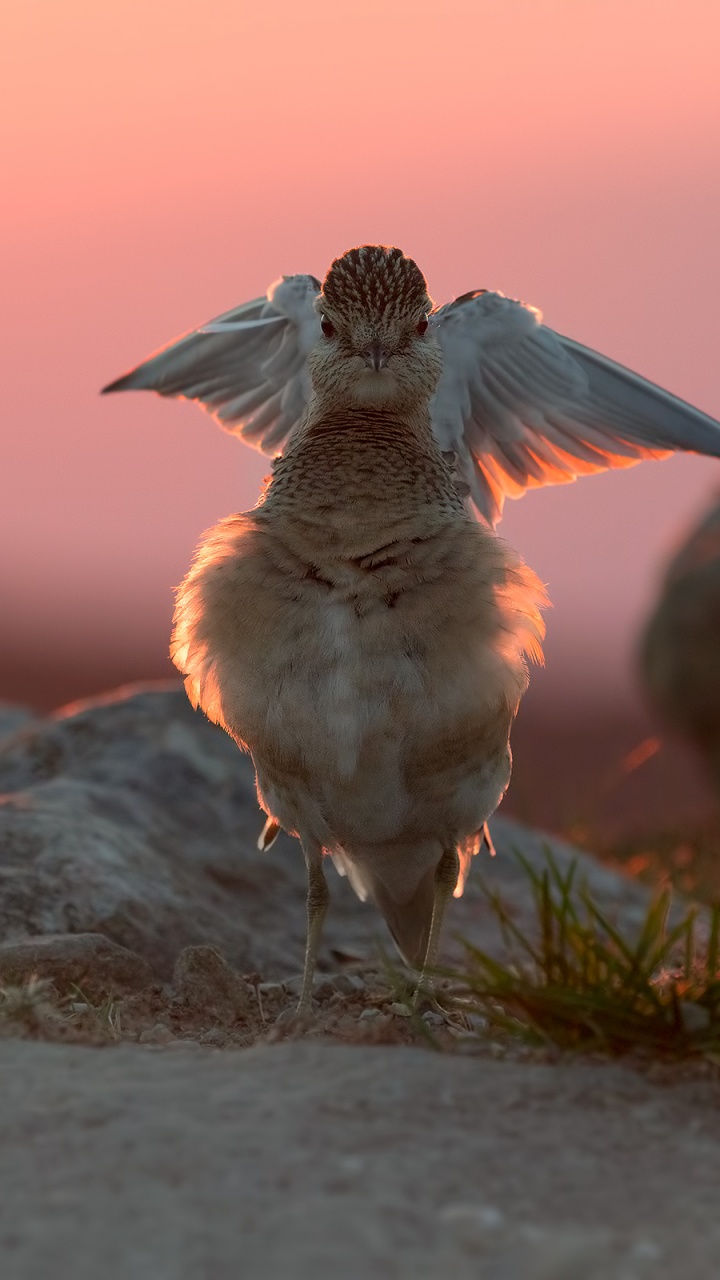 Oiseau Blanc et Brun Sur la Roche Grise Pendant la Journée. Wallpaper in 720x1280 Resolution