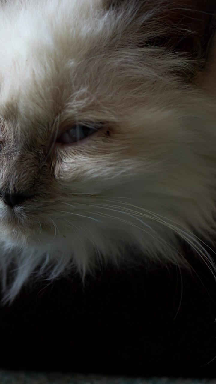White and Brown Long Fur Cat. Wallpaper in 720x1280 Resolution