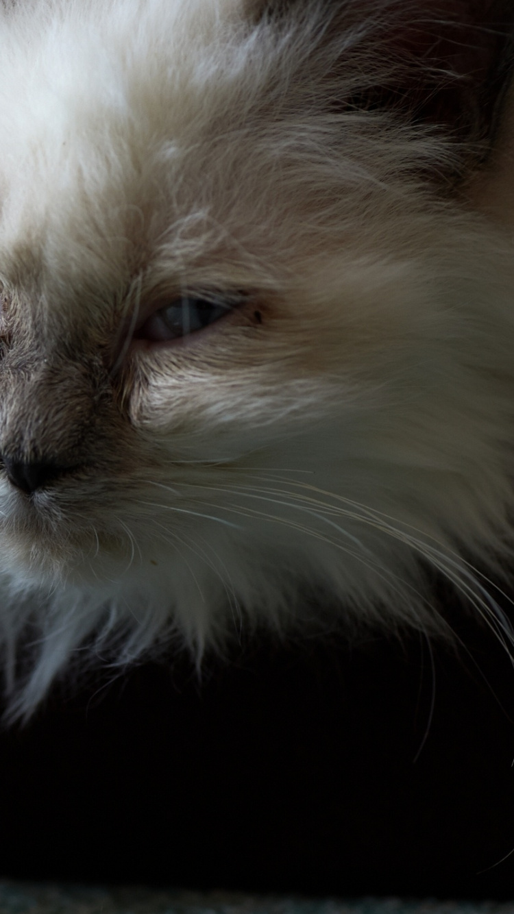 Weiße Und Braune Langfellkatze. Wallpaper in 750x1334 Resolution