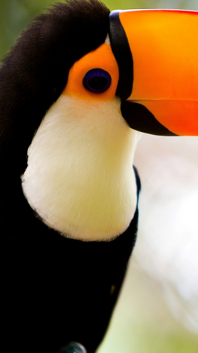 Pájaro Negro Amarillo y Blanco. Wallpaper in 750x1334 Resolution