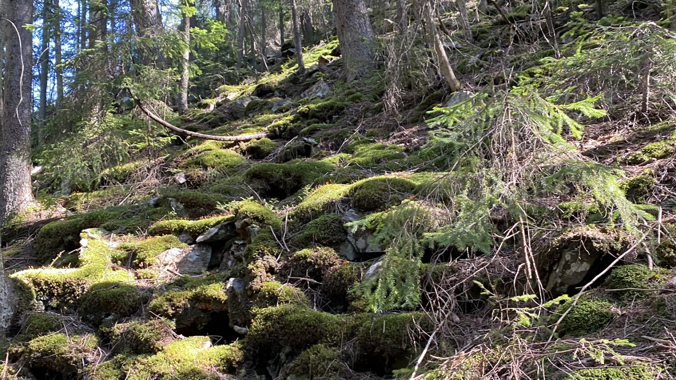 Vegetation, Natur, Natürlichen Umgebung, Naturlandschaft, Pflanzen-Gemeinschaft. Wallpaper in 1366x768 Resolution